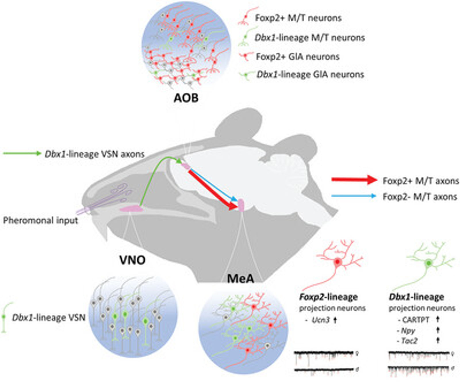 Paper on the accessory olfactory system published in the Journal of Comparative Neurology